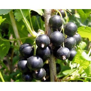 Ribes nigrum 'Titania' / Must sõstar 'Titania' 