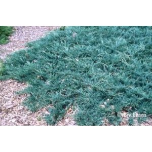 Juniperus horizontalis 'Blue Chip' / Roomav kadakas 'Blue Chip'