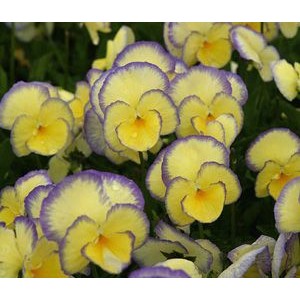 Viola cornuta 'Etain' / Sarvkannike 'Etain'