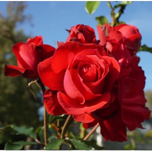 Rosa 'Heidelberg', väänroos
