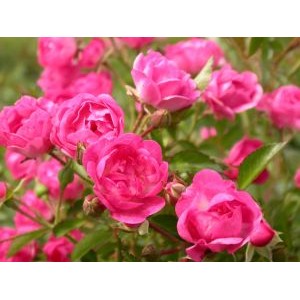 Rosa 'Lovely The Fairy', pinnakatteroos